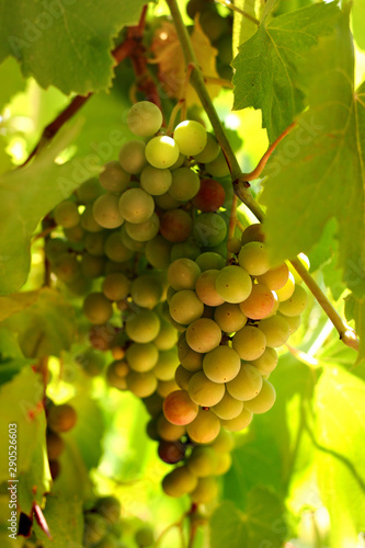 Wallpaper Mural Cluster of green grapes on a vine Torontodigital.ca