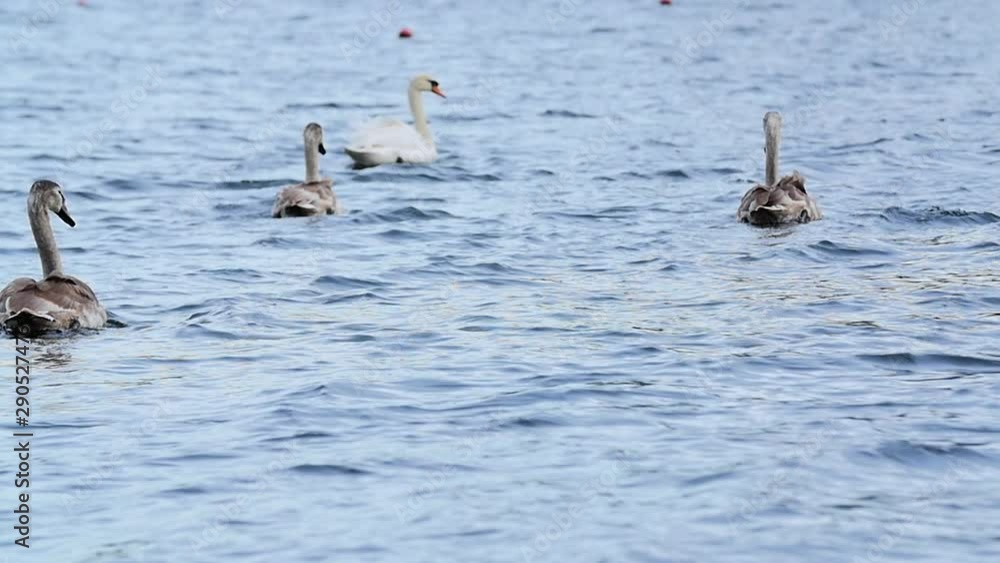 Slow Motion, Large White Swan Feeding In River Or Lake With Long Neck Slow Motion, Large White Swan Feeding In River Or Lake With Long Neck