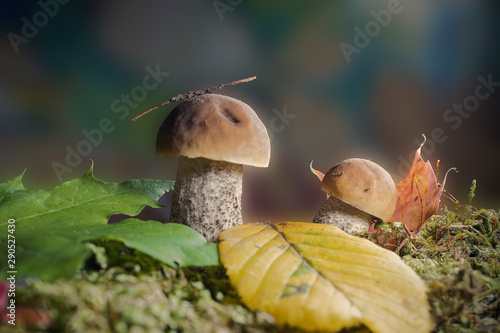 Fototapeta Naklejka Na Ścianę i Meble -  Two Boletus or Cep mushrooms in an autumn forest