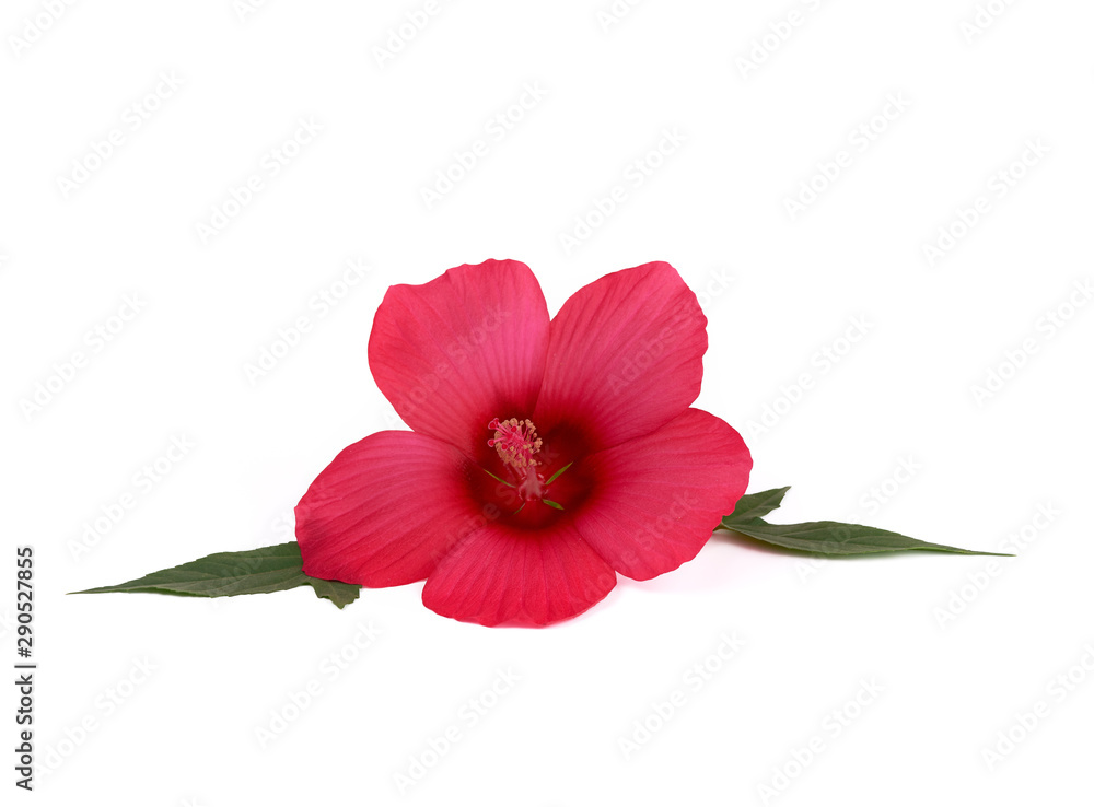 Naklejka premium bud red flowering hibiscus isolated on white background