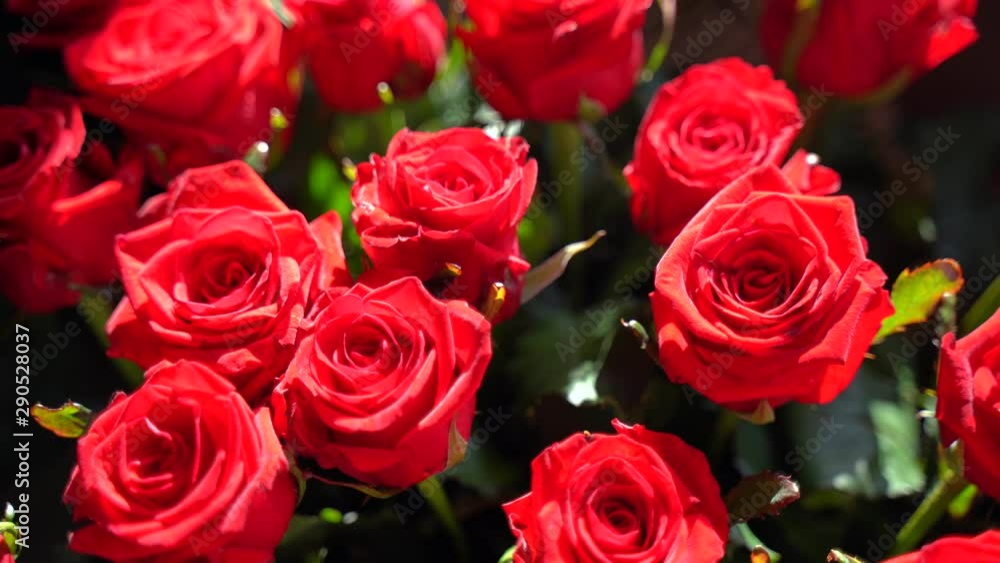 Beautiful Roses Rotating On a Table, Amazing Blur Bokeh Effect, Sun light Beautiful Roses Rotating On a Table, Amazing Blur Bokeh Effect, Sun light