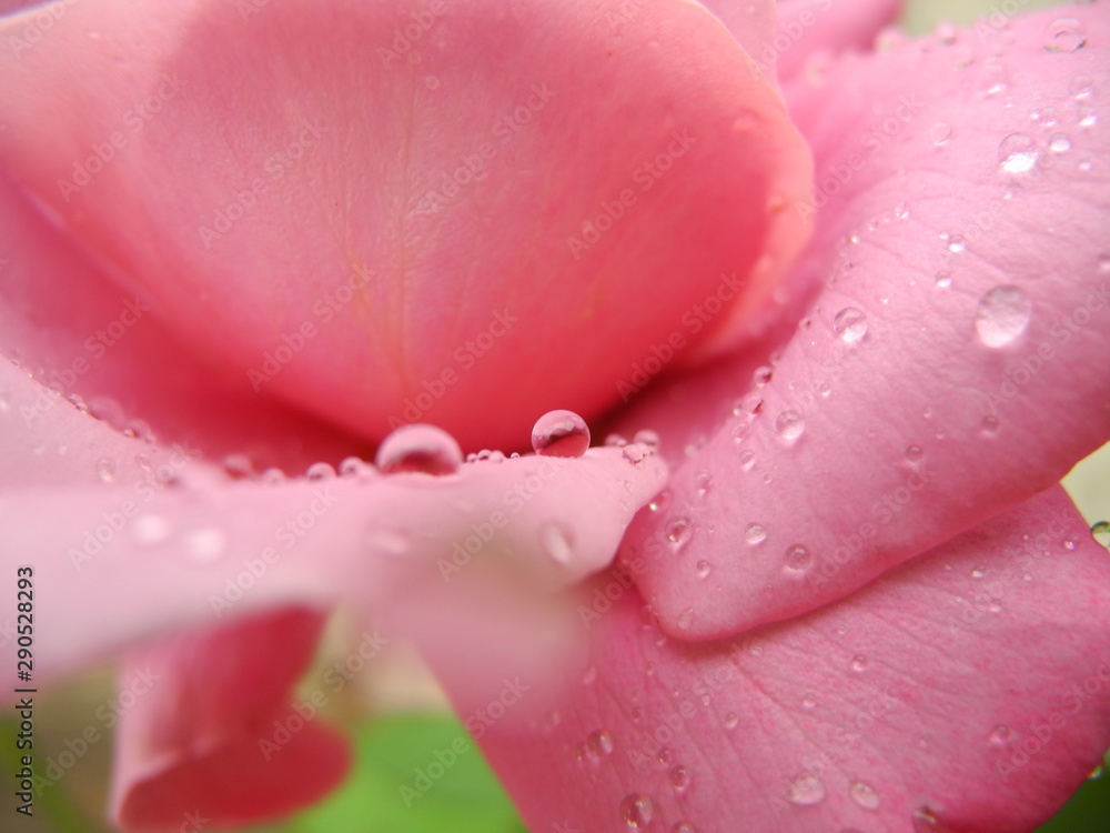 raindrops on pink rose petals raindrops on pink rose petals