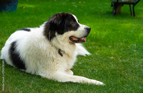 gros chien gentil © Eléonore H