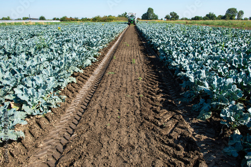 Tractor in broccoli farmland. Big broccoli plantation. Concept for growing broccoli. photo