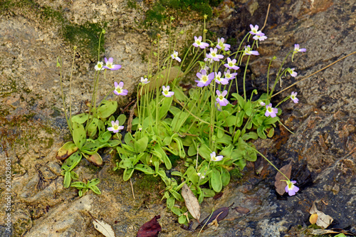 Griechisches Fettkraut (Pinguicula crystallina ssp. hirtiflora /Pinguicula hirtiflora) - Greek butterwort photo