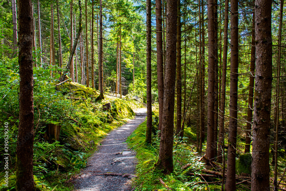 Obraz premium path in the woods of Tyrol two