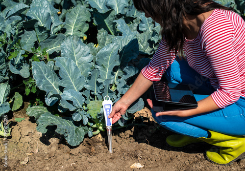 Agronom measure soil in broccoli plantation. Close up broccoli head in garden. Industrial growing and measure soil.