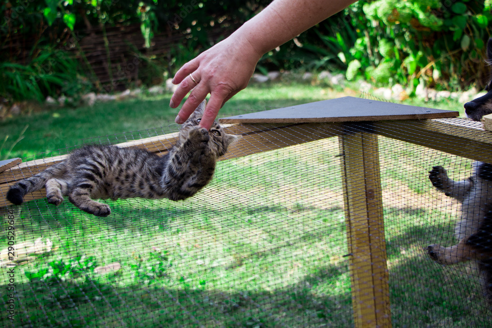 little kitten on the cage playing with the hand