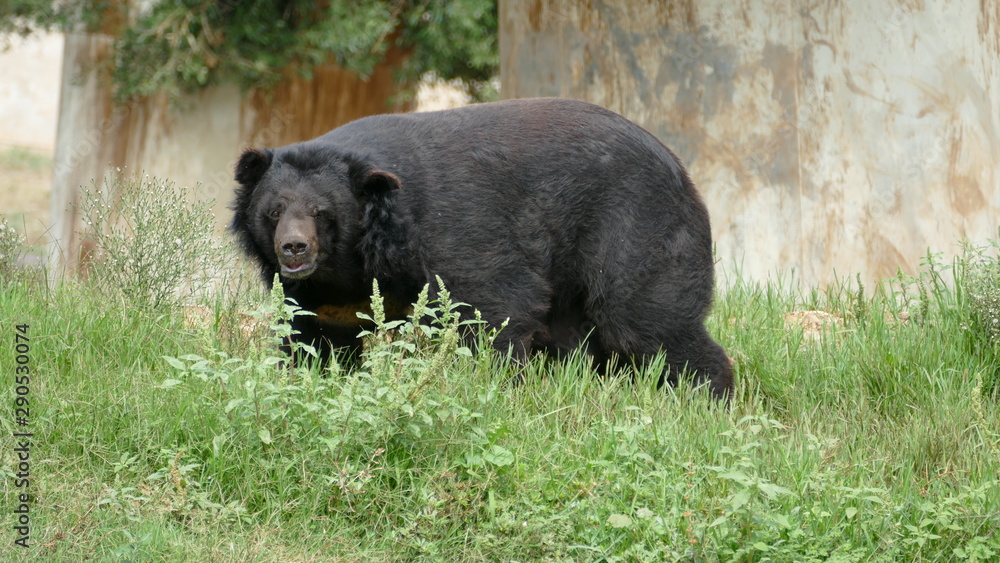 Grande orso tibetano sull'erba Grande orso tibetano sull'erba
