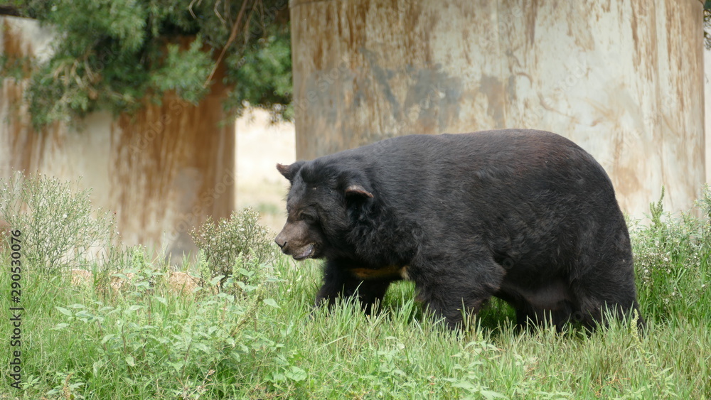 Fototapeta premium Grande orso tibetano sull'erba