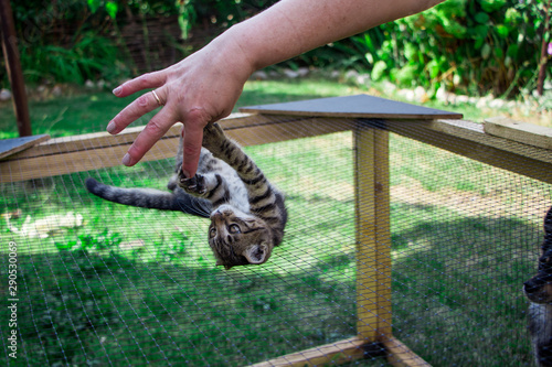 little kitten on the cage playing with the hand