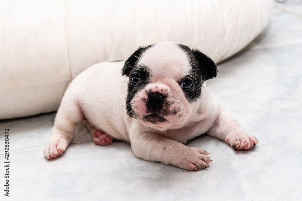 Black and White French bulldog puppy laying on the floor looking at camera