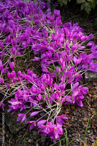 Byzantine colchicum with bright pink flowers bloomed profusely on the soil in the autumn garden.