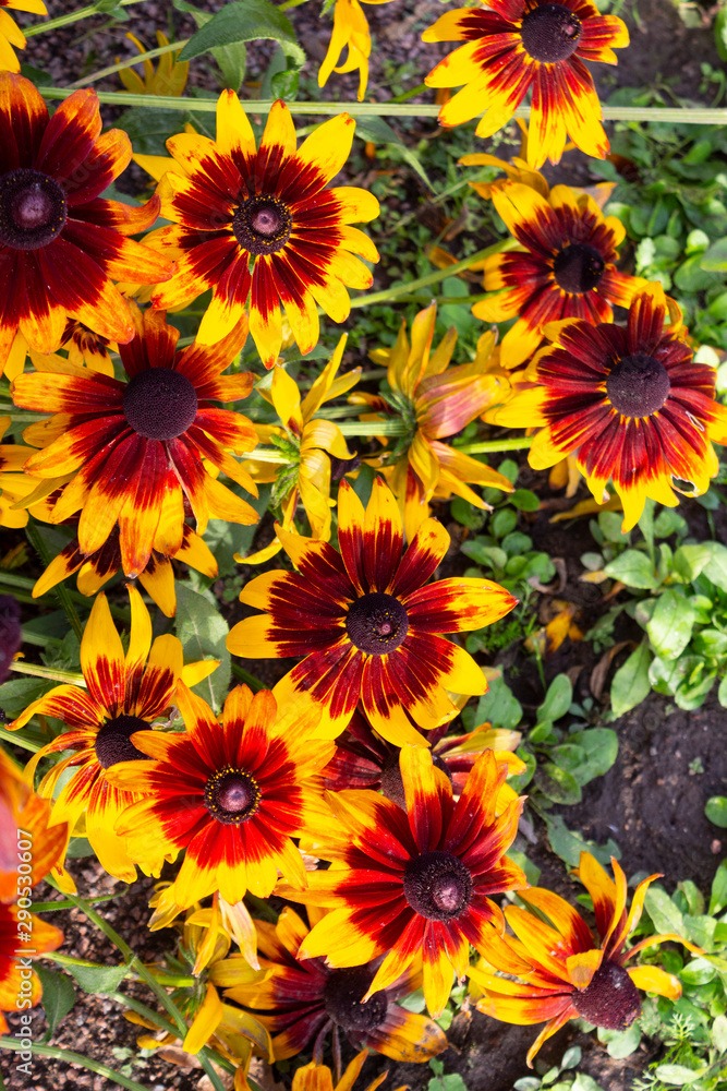 Bright and large flowers of burgundy-orange rudbeckia close-up in the garden.