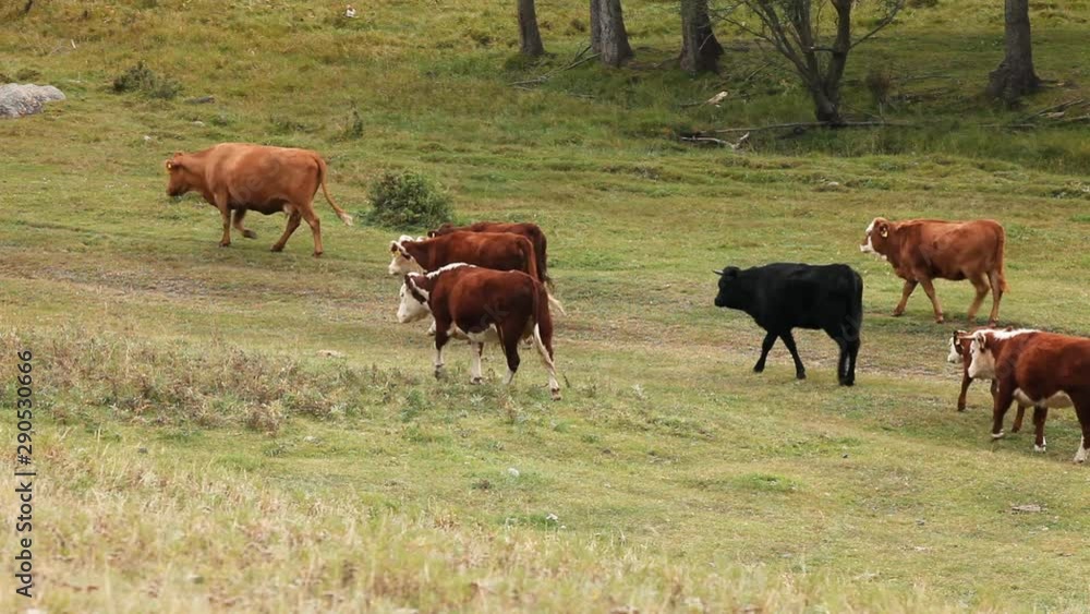 A herd of cows crosses the frame from right to left. A herd of cows crosses the frame from right to left.