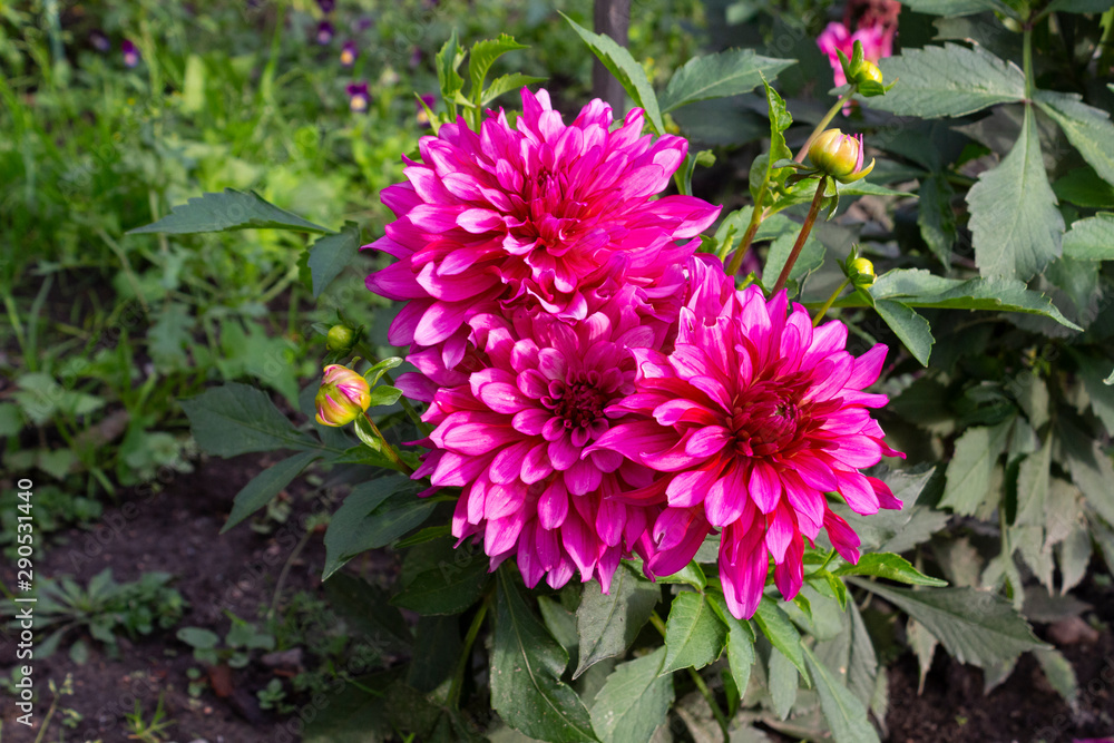Fototapeta premium Beautiful bush of pink blooming dahlias in the garden on a summer day.