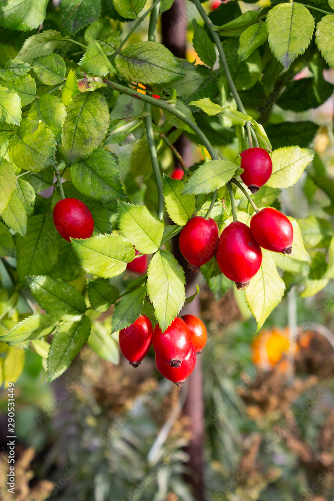 Red ripe fruits on rose hips in autumn in the garden.