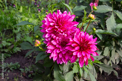 Beautiful bush of pink blooming dahlias in the garden on a summer day.