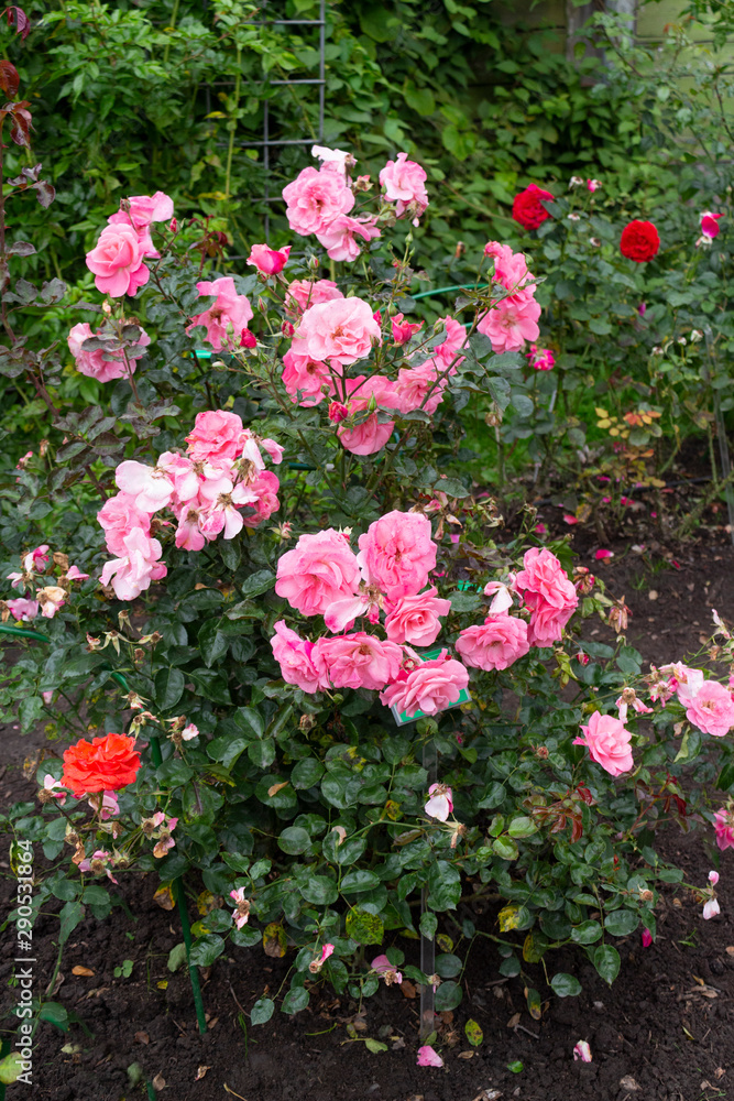 A pink rose bush blooms beautifully with many pink flowers in the summer in the garden.