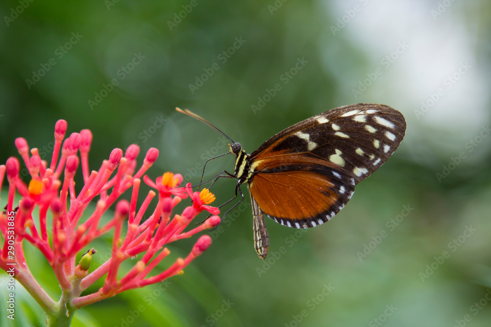 Schmetterling am landen auf einer Pflanze