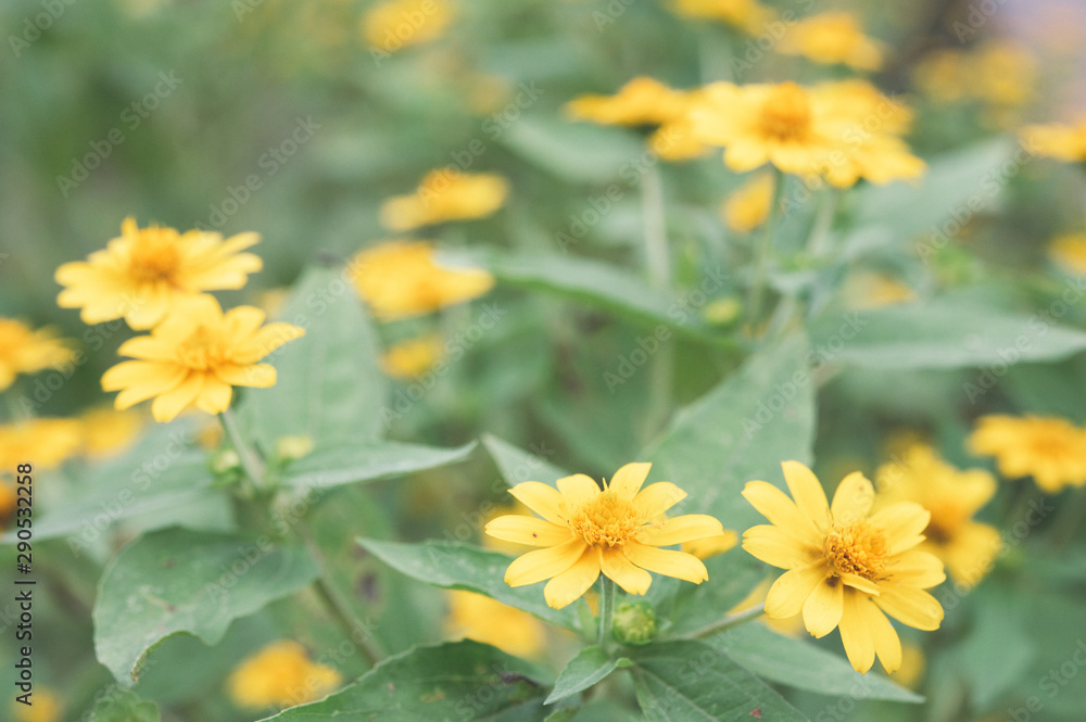 Fototapeta premium beautiful macro of flower for green background, relax, relief fresh