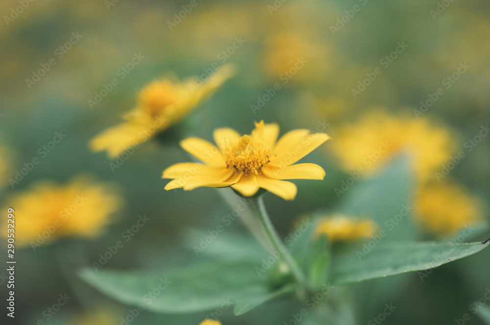 Obraz premium beautiful macro of flower for green background, relax, relief fresh