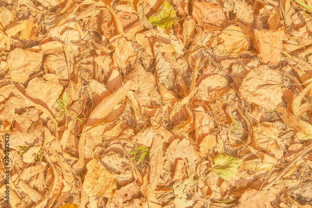 Natural background.   Withered leaves. Autumn pattern. Leaf litter. Natural yellow background.