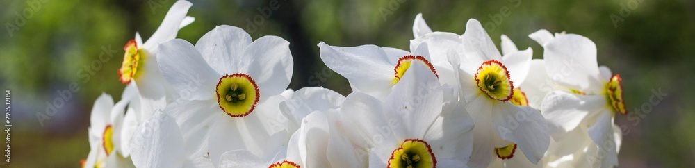 Fototapeta premium banner of Bouquet of small white daffodil