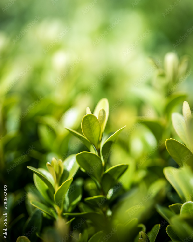 green leaves on background green leaves on background