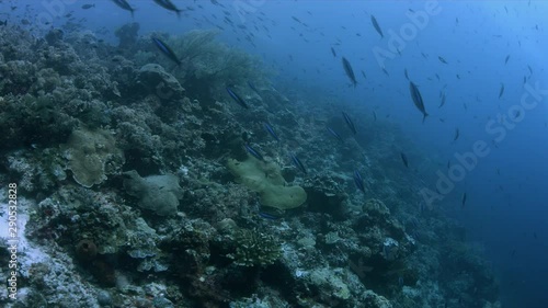 Wallpaper Mural Drift along the edge of a coral reef with a medium current. Tubbataha Reef dive site Wall Street 4k footage Torontodigital.ca