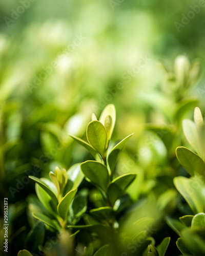 green leaves on background