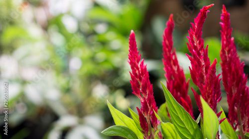 fire flower of celosia plant detail object photo