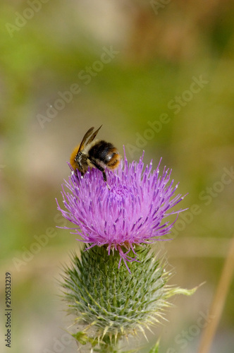 bee on flower © Александр Тесленко