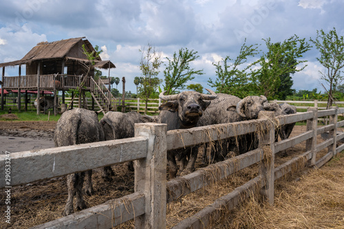 Group of water buffalo in a stall at countryside Thailand photo