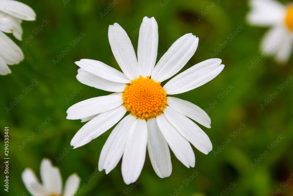 Obraz premium Chamomile daisy white flower 