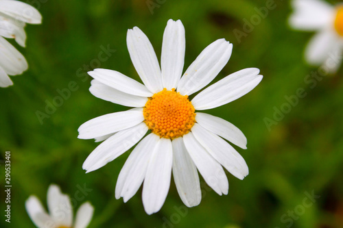 Chamomile daisy white flower 