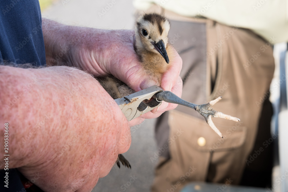 Ringing of a chick Eurasian curlew, Numenius arquata