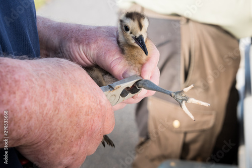 Ringing of a chick Eurasian curlew, Numenius arquata