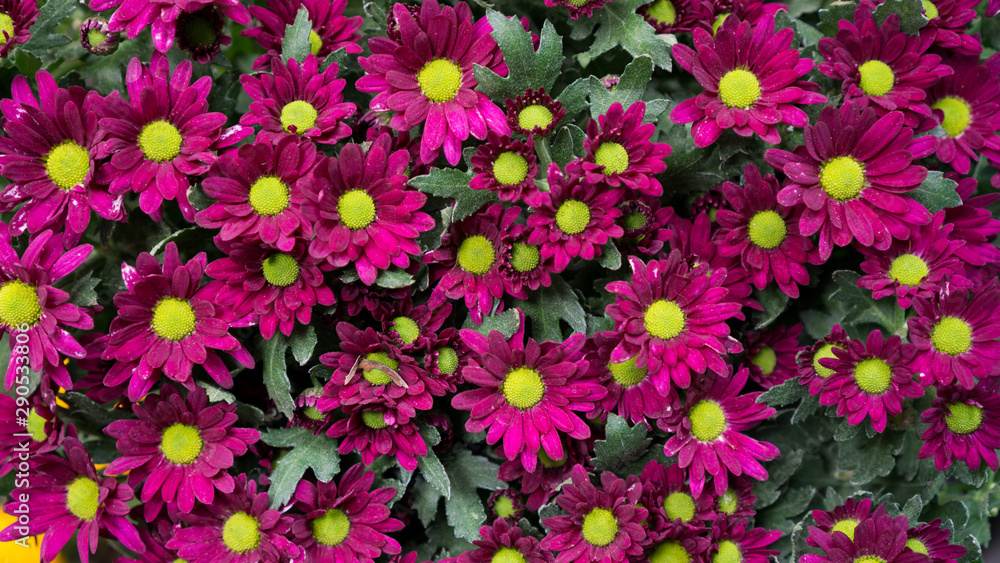 a pink chrysanthemum flowers background a pink chrysanthemum flowers background