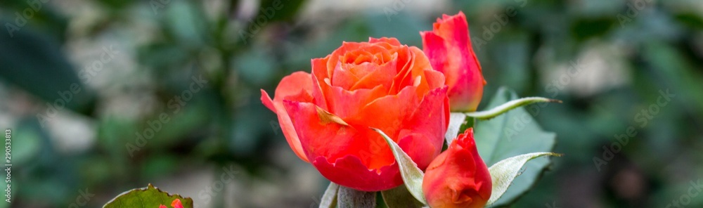 banner of Beautiful roses in garden on soft light background banner of Beautiful roses in garden on soft light background