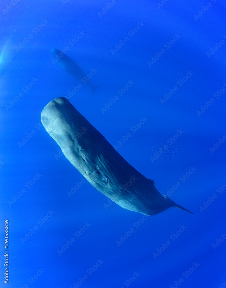 Fototapeta premium Sperm Whales