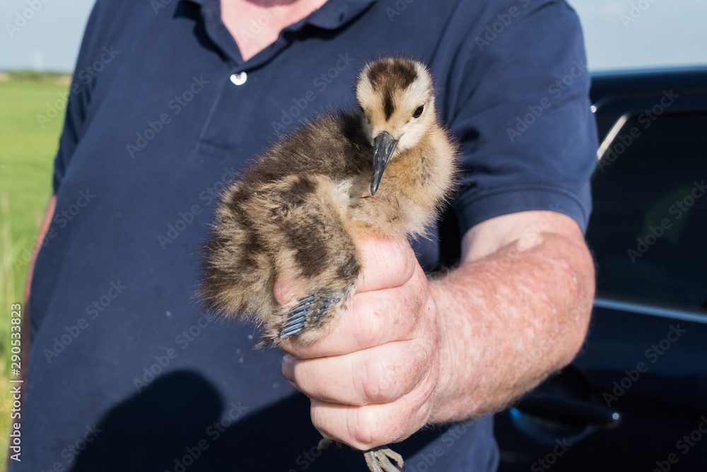 Ringing of a chick Eurasian curlew, Numenius arquata