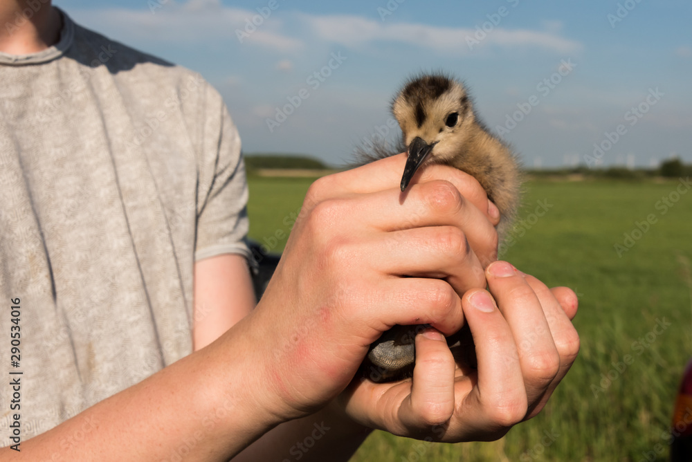 Ringing of a chick Eurasian curlew, Numenius arquata