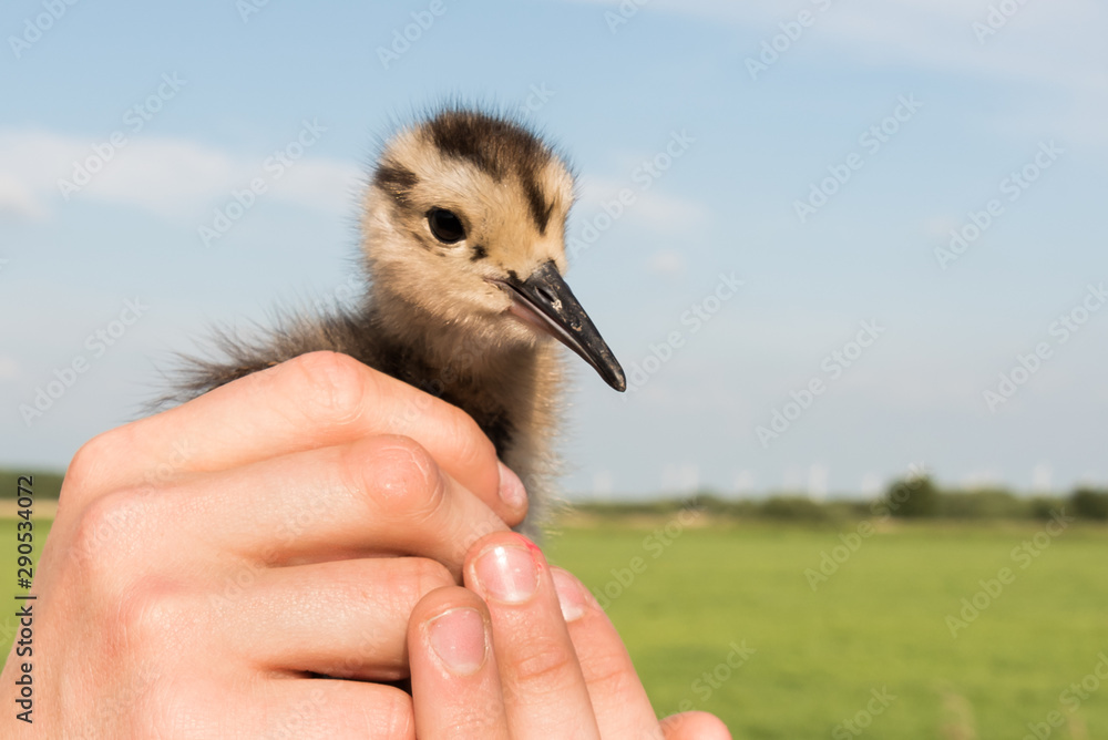 Ringing of a chick Eurasian curlew, Numenius arquata
