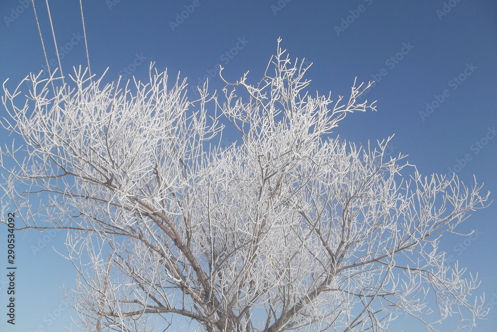 Зимний лес. Снег.