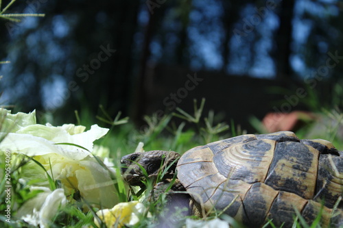 turtle on the grass
