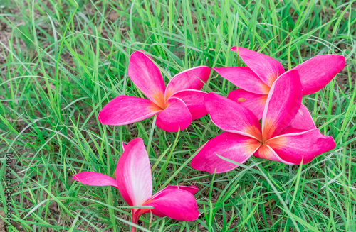 Plumeria Pink flowers on green grass. close up