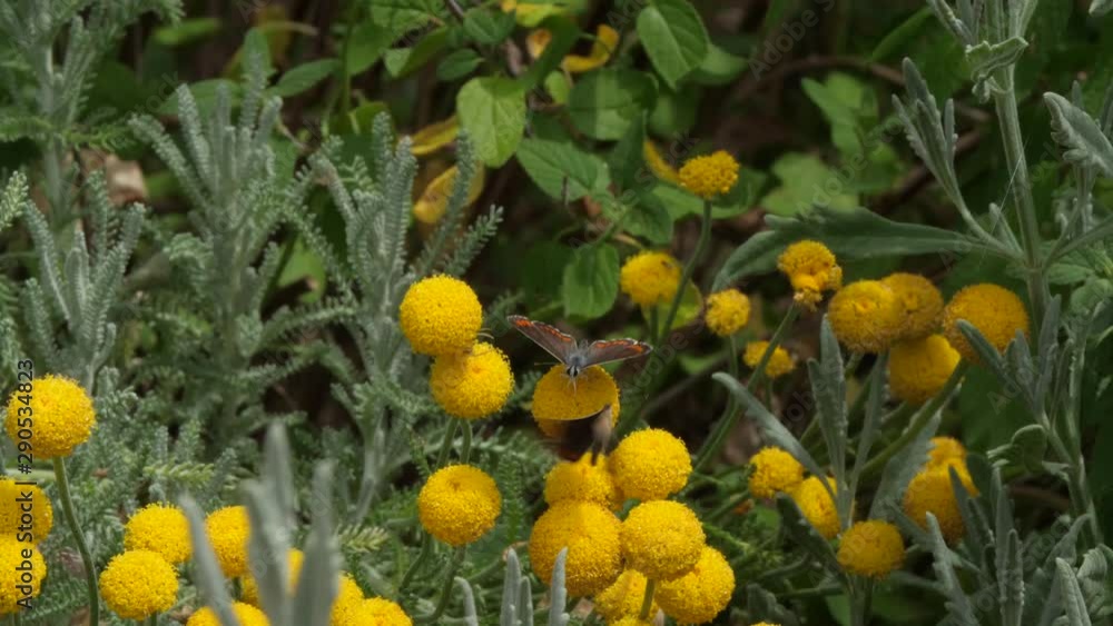 Slow motion 4K video of two black butterflies with orange spots in floral garden. Slow motion 4K video of two black butterflies with orange spots in floral garden.