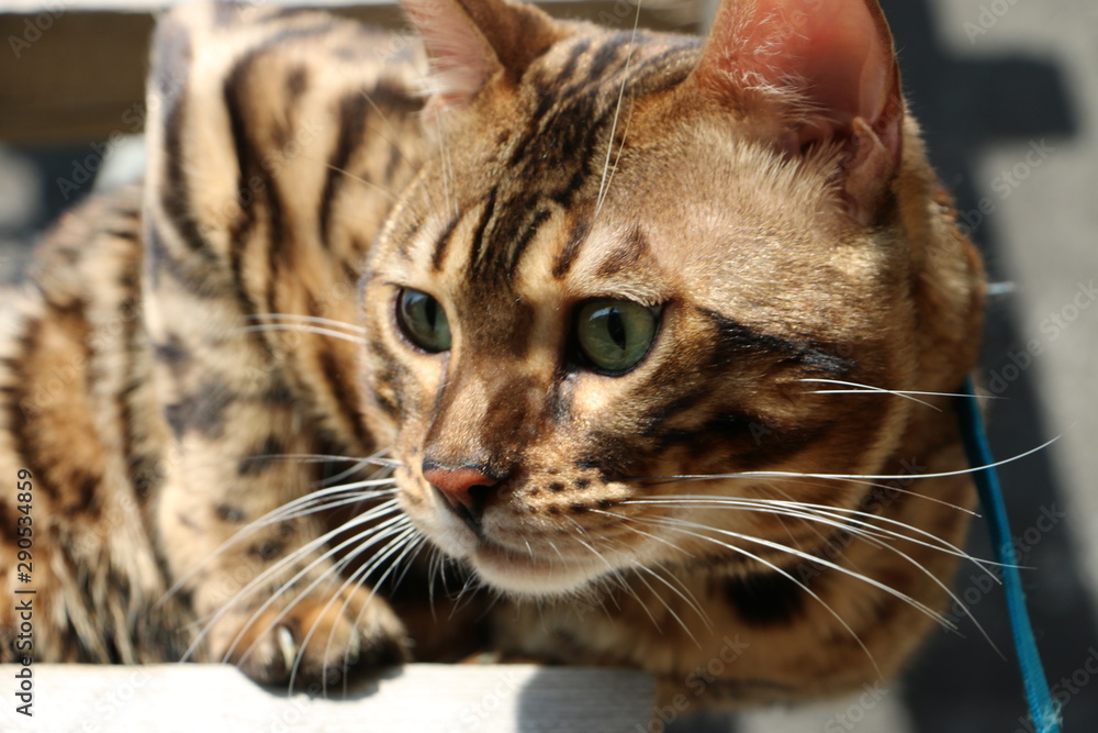 portrait of a Bengal cat on a wooden staircase in the village