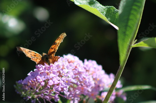 butterfly on flower